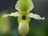 orchidej4_g