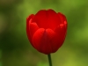 tulipan_g
