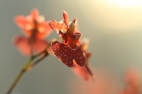 orchidej2_g