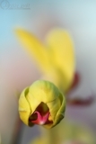 orchidej3_g