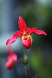 orchidej7_g