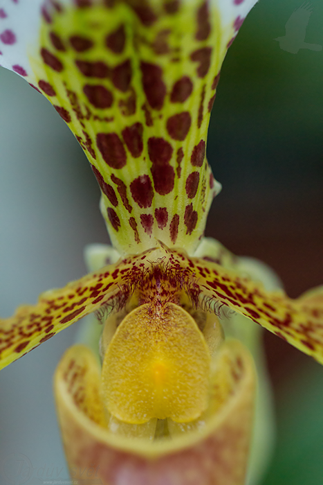 orchidej_arboretum_4_g.png