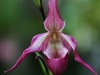 orchidej6_g