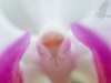 orchidej_arboretum_2_g