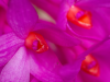 orchidej_arboretum_3_g.png
