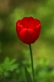 tulipan_g