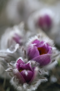 Koniklec velkokvětý (Pulsatilla grandis)