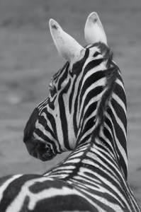 Zebra bezhřívá (Equus burchelii borensis)