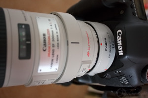 Canon EF300 mm f4L IS USM plus Canon extender 1.4x III